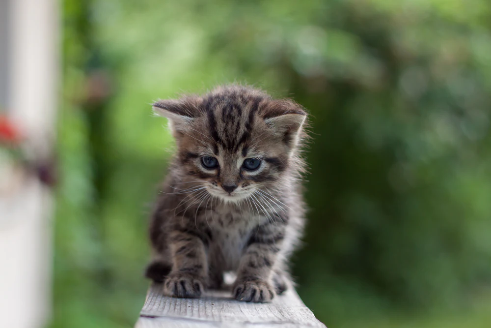 Hernie (hiatale) chez le chat