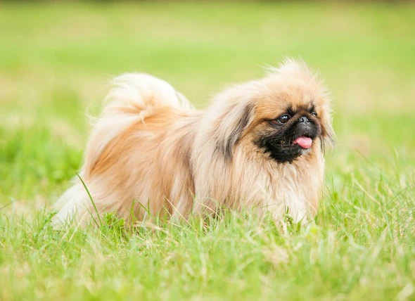 Hernie périnéale chez le chien