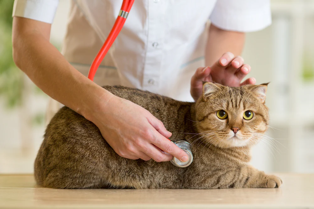 Hypertrophie de la rate chez le chat