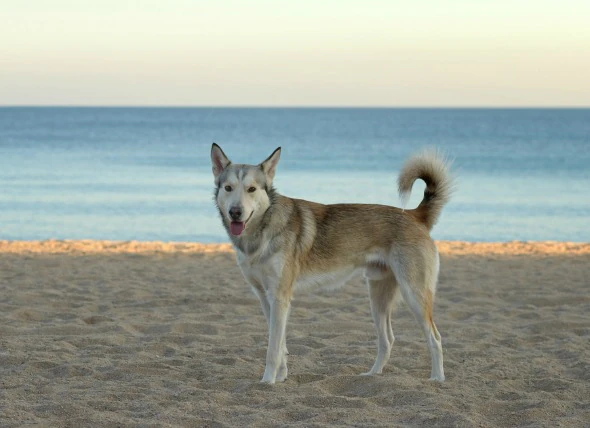 Incapacité à faire saillir ou rétracter le pénis chez le chien