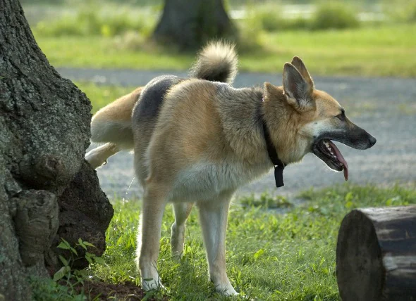 Incapacité d’uriner chez le chien