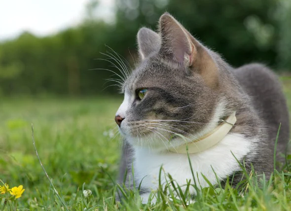 Incapacité d’uriner chez les chats