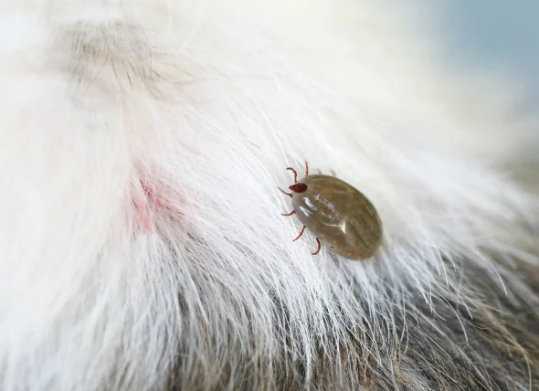 Infection à Bartonella chez le chien