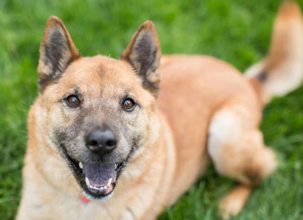 Infection à Salmonella chez le chien