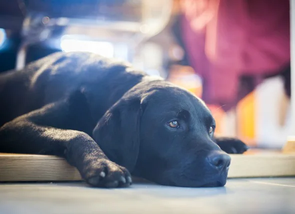 Infection à coronavirus canin chez le chien