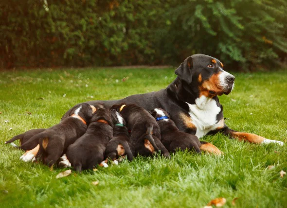 Infection bactérienne de la poitrine chez le chien