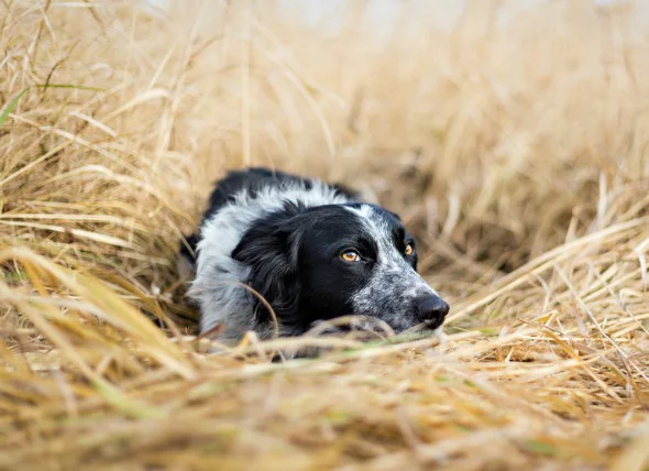 Infection bactérienne (métrite) de l’utérus chez le chien