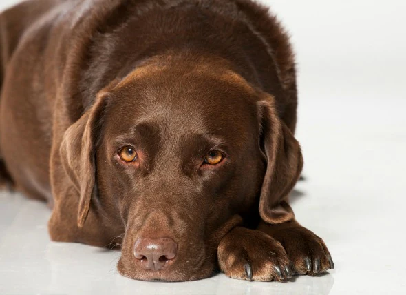 Infection bactérienne (pyélonéphrite) des reins chez le chien