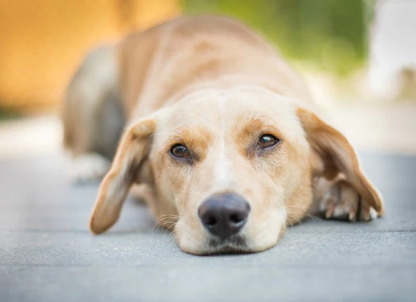 Infection bactérienne (streptocoque) chez le chien