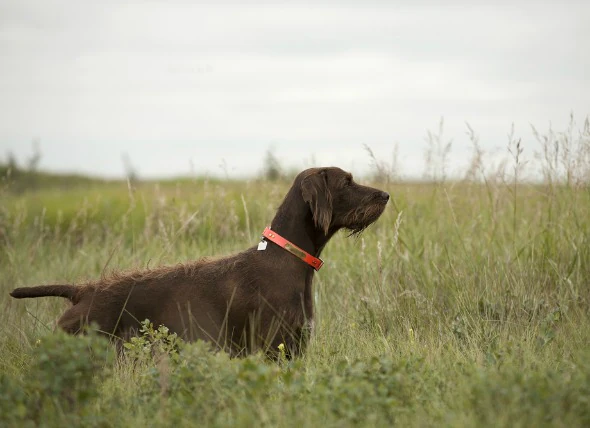 Infection bactérienne (tularémie) chez le chien