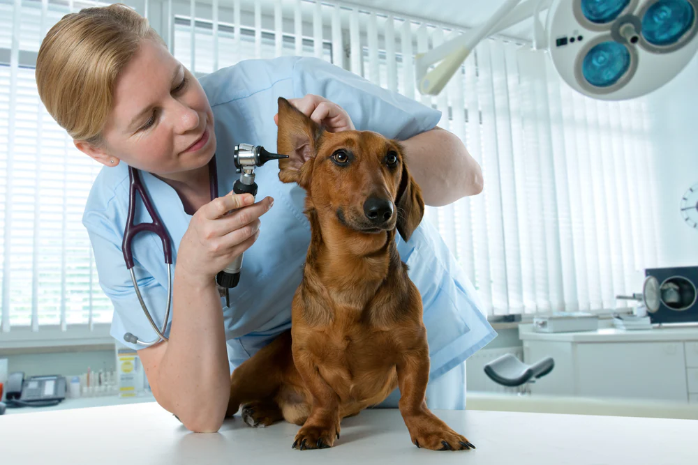 Infection de l’oreille du chien – Symptômes et traitements