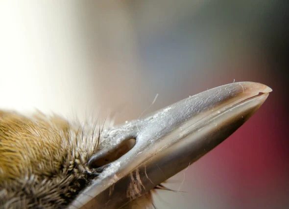 Infection des voies respiratoires chez les oiseaux