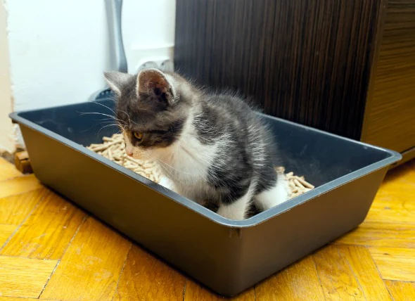 Infection des voies urinaires inférieures (bactérienne) chez le chat