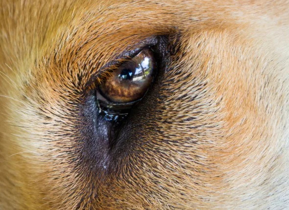 Infection oculaire chez les chiens nouveau-nés