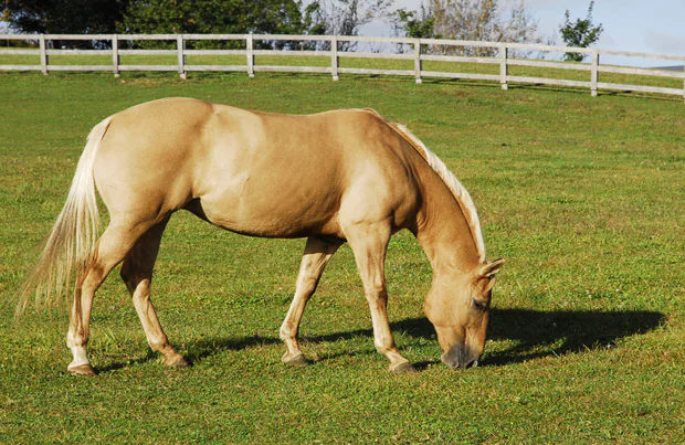 Infection par la mouche du vinaigre chez le cheval