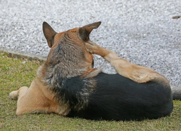 Infection par le virus de la pseudo-grippe chez le chien (Mad Itch)