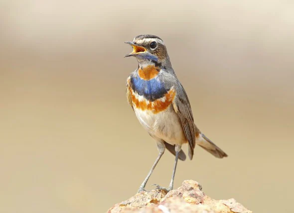 Infection par les acariens du sac aérien chez les oiseaux