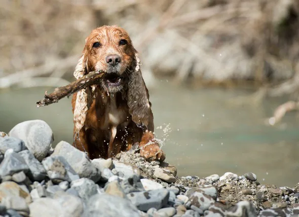 Infection par les moisissures aquatiques (pythiose) chez le chien