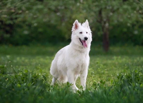 Infection par les vers de l’estomac (Physalopterosis) chez le chien