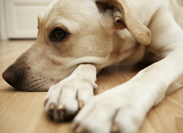 Infection parasitaire (babésiose) chez le chien