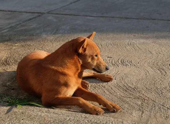 Infection sanguine parasitaire (hémobartonellose) chez le chien