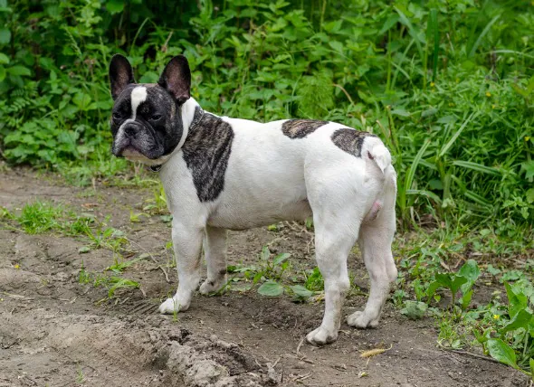 Infection stomacale à Helicobacter chez le chien