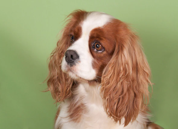 Infertilité chez les chiens femelles