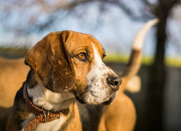 Infertilité chez les chiens mâles