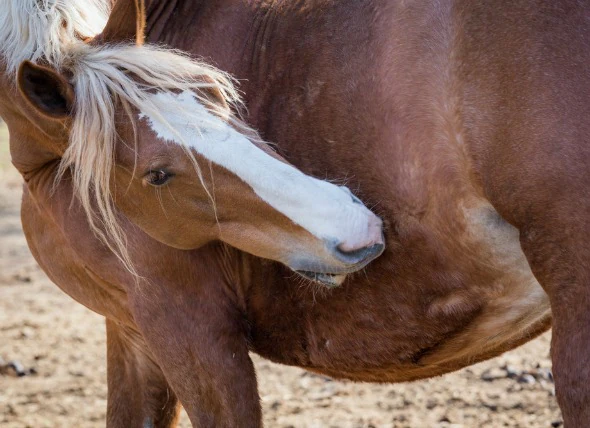 Infestation de poux chez les chevaux