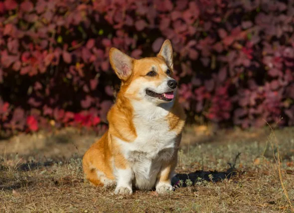 Inflammation cérébrale due à une infection parasitaire chez le chien