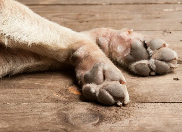 Inflammation de la peau des pattes chez le chien