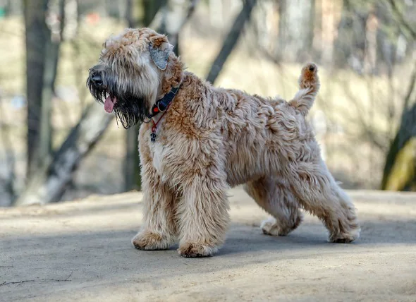 Inflammation de l’estomac et de l’intestin chez le chien