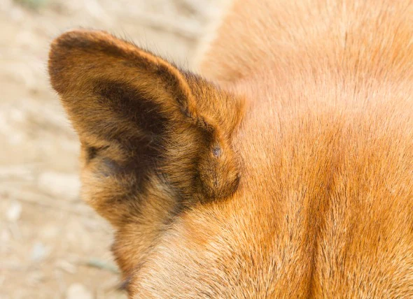 Inflammation de l’oreille moyenne et du conduit auditif externe chez le chien