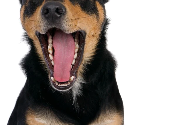 Inflammation des tissus mous de la bouche chez le chien