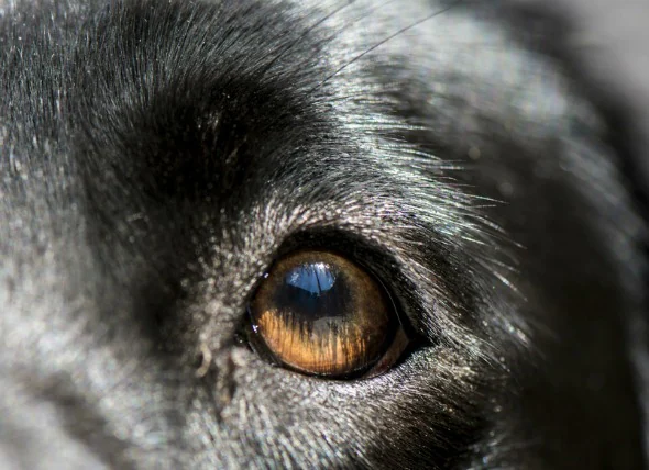 Inflammation des yeux (blépharite) chez le chien