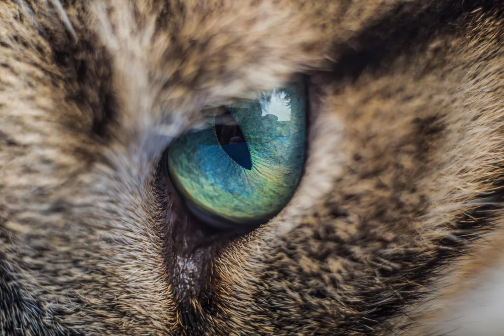 Inflammation des yeux (conjonctivite) chez le chat