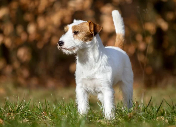 Inflammation du foie (granulomateuse) chez le chien