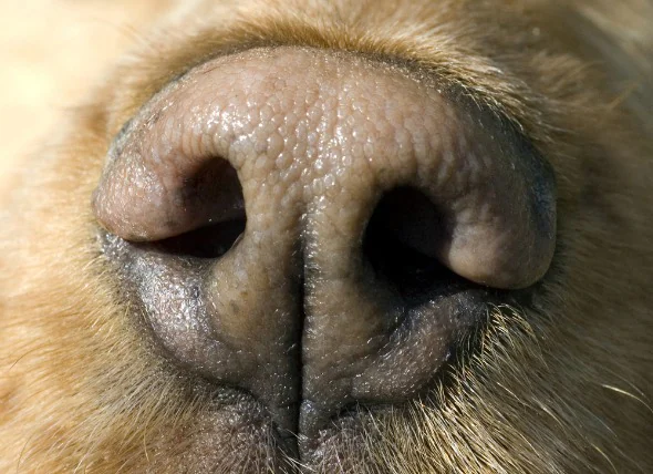 Inflammation du nez et des sinus chez le chien