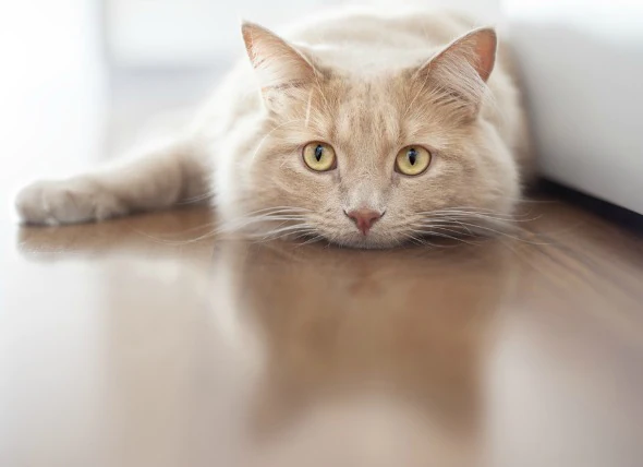 Inflammation du pancréas chez le chat