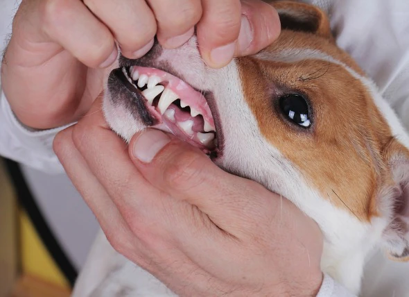 Inflammation et ulcères buccaux (chroniques) chez le chien