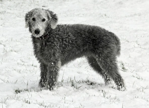 Inflammation hépatique (chronique) chez le chien