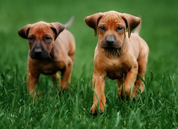 Inflammation osseuse (ostéodystrophie hypertrophique) chez les chiots