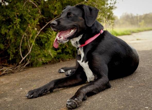 Insuffisance cardiaque congestive (côté gauche) chez le chien