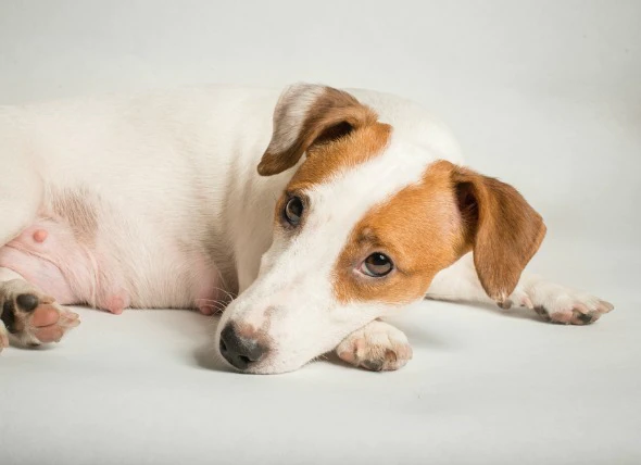 Insuffisance hépatique (aiguë) chez le chien