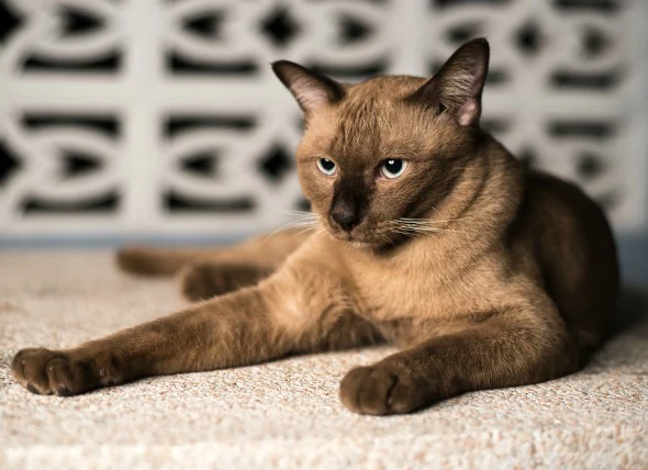 Insuffisance rénale (à long terme) chez le chat