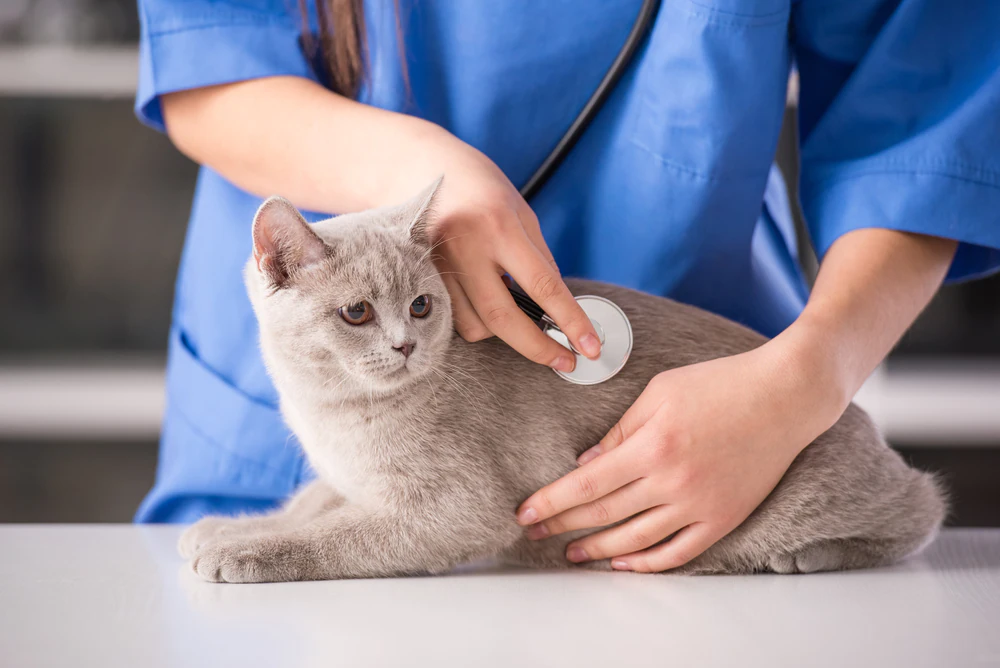 Insuffisance rénale et excès d’urée dans l’urine chez le chat