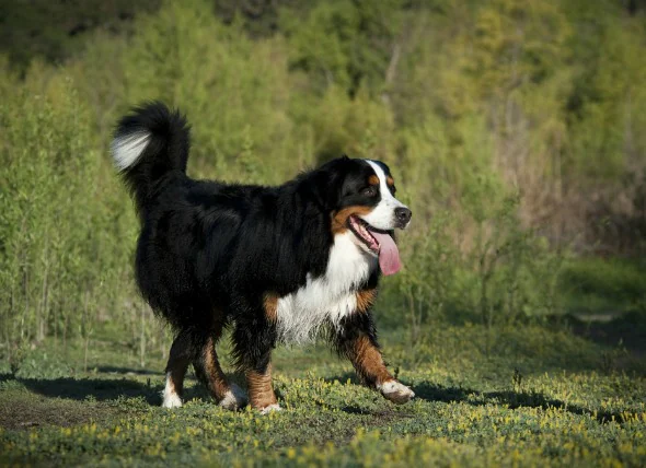 Insuffisance rénale et excès d’urée dans l’urine chez le chien