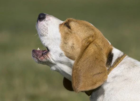 Kennel Cough in Dogs