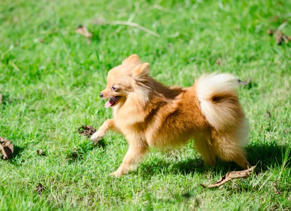 La carence en magnésium chez le chien