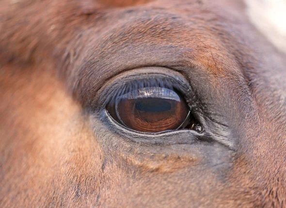 La conjonctivite chez le cheval